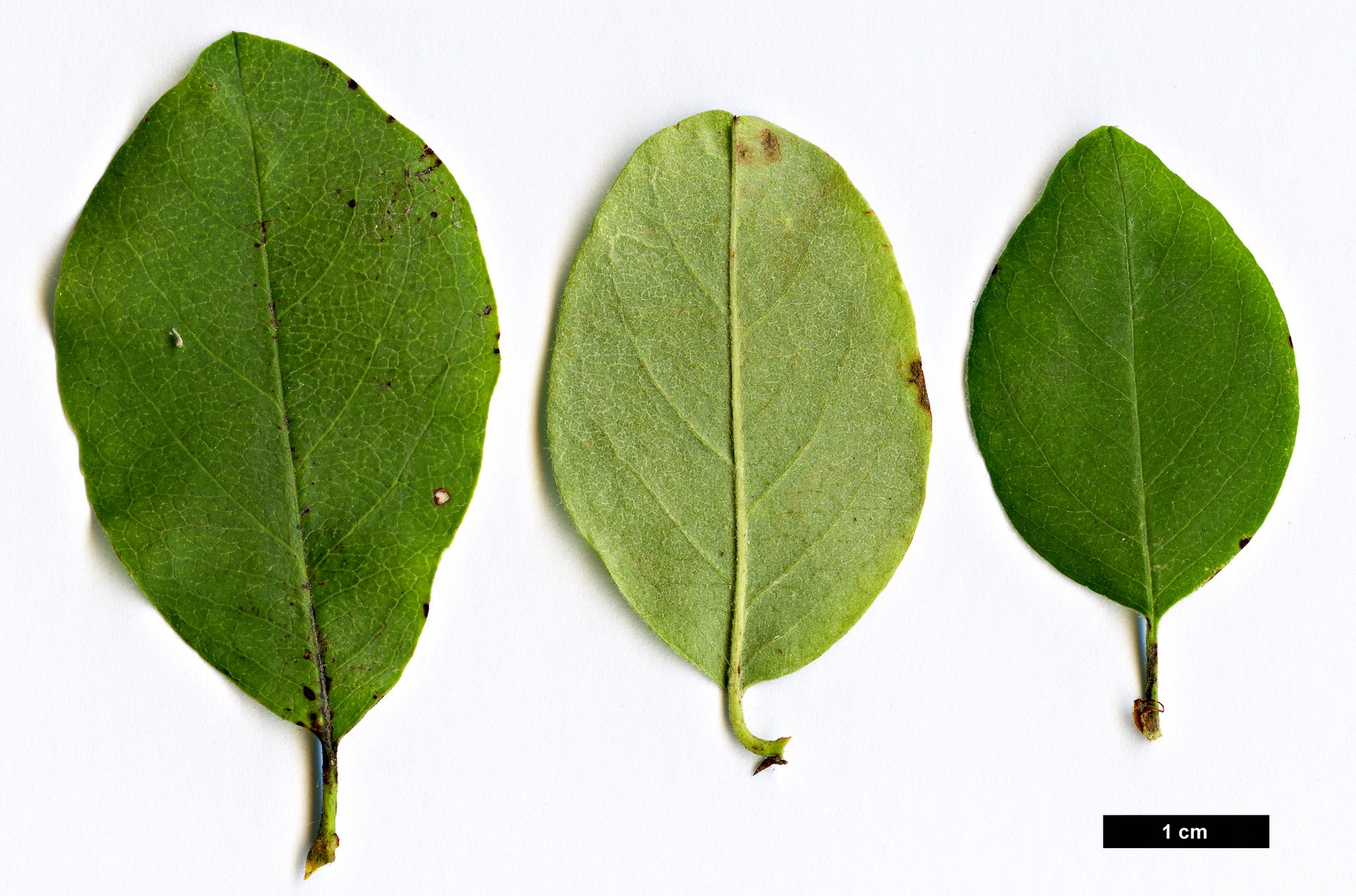 High resolution image: Family: Rosaceae - Genus: Cotoneaster - Taxon: cinovskisii